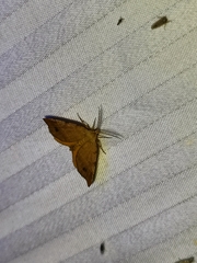 Mellilla xanthometata