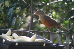 Turdus rufiventris