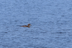 Somateria mollissima