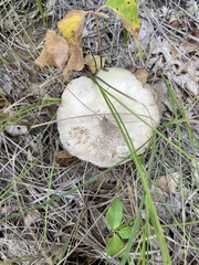 Agaricus arvensis
