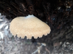 Crepidotus eucalyptorum