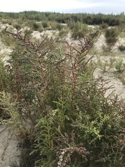Suaeda maritima