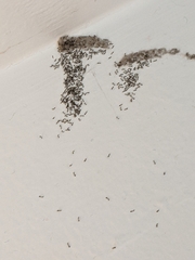 Spodoptera frugiperda