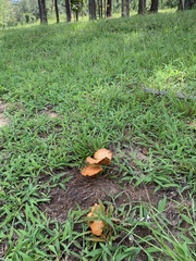 Gymnopilus lepidotus