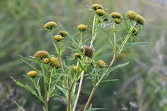 Bidens radiata