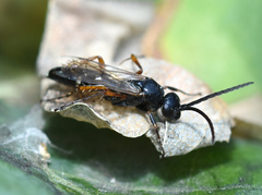 Episyron rufipes