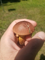 Baorangia bicolor