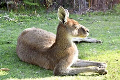Macropus fuliginosus