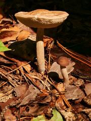 Leccinellum crocipodium