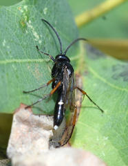 Episyron rufipes