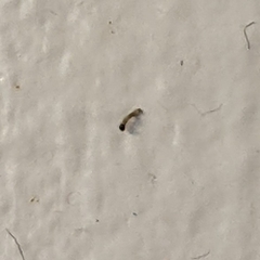 Spodoptera frugiperda