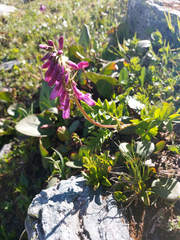 Hedysarum austrosibiricum