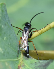 Episyron rufipes