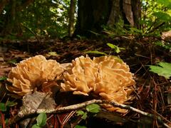 Sparassis spathulata