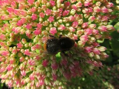 Bombus lapidarius