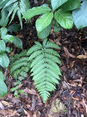 Pleocnemia irregularis