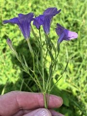 Ruellia nudiflora runyonii