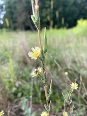 Lactuca saligna
