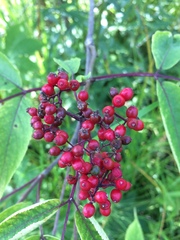 Sambucus sibirica