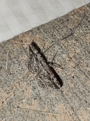 Anavitrinella pampinaria