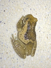 Trachycephalus vermiculatus