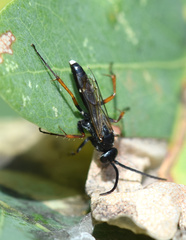 Episyron rufipes