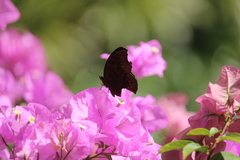 Junonia hedonia