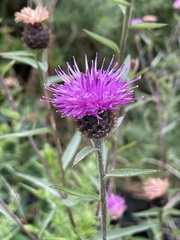 Centaurea nigra