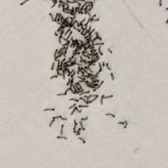 Spodoptera frugiperda