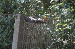 Tachyphonus coronatus