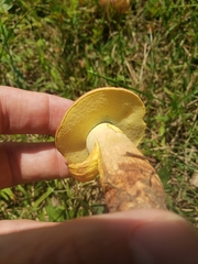 Baorangia bicolor