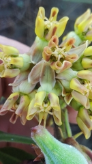 Asclepias obovata