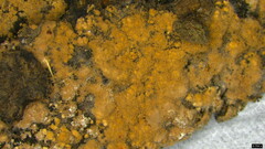 Fungi