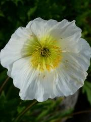 Papaver nudicaule