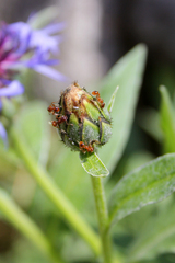 Centaurea triumfettii