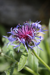 Centaurea triumfettii