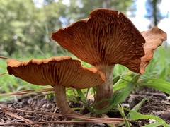 Gymnopilus lepidotus