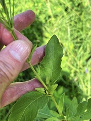 Ruellia nudiflora runyonii