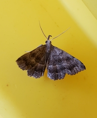 Phalaenostola larentioides