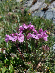 Pedicularis anthemifolia