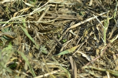 Aiolopus thalassinus tamulus