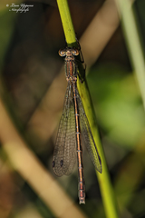 Lestes sponsa
