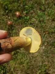 Baorangia bicolor