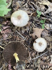Agaricus
