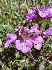 Pedicularis anthemifolia