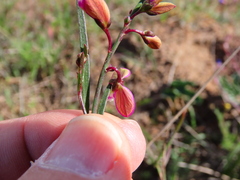 Polygala garcinii