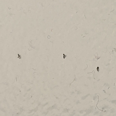 Spodoptera frugiperda