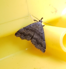 Phalaenostola larentioides