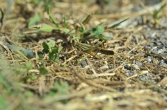 Aiolopus thalassinus tamulus