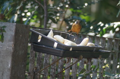 Tachyphonus coronatus